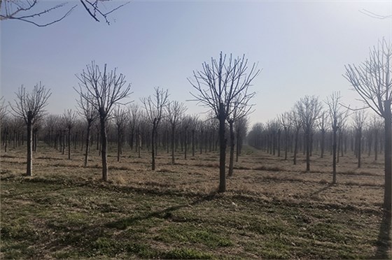 20230308河南一電力公司苗圃指導(dǎo)-3 20230308河南一電力公司苗圃指導(dǎo)-3