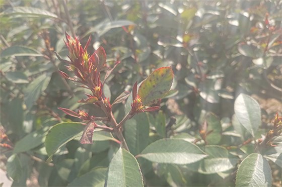 20230308河南一電力公司苗圃指導(dǎo)-9 20230308河南一電力公司苗圃指導(dǎo)-9