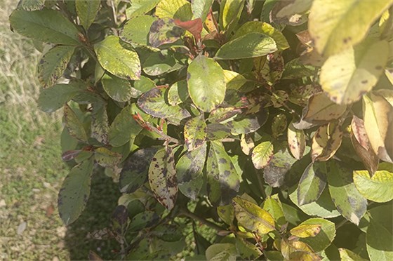 20230308河南一電力公司苗圃指導(dǎo)-10 20230308河南一電力公司苗圃指導(dǎo)-10