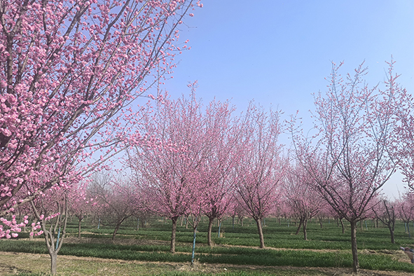 20230308河南一電力公司苗圃指導(dǎo)-8 20230308河南一電力公司苗圃指導(dǎo)-8