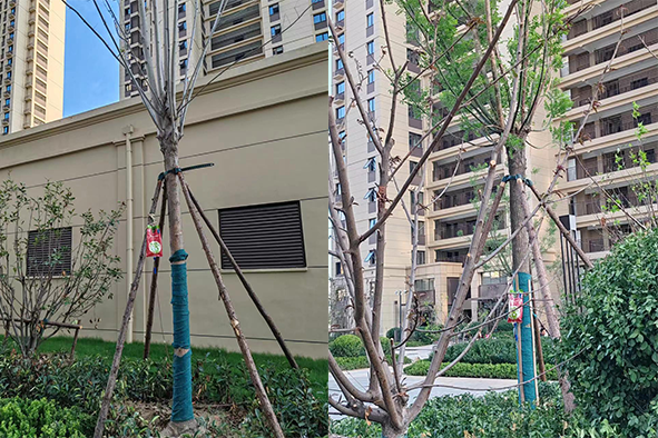 小區(qū)復(fù)壯1