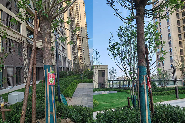 小區(qū)復(fù)壯2