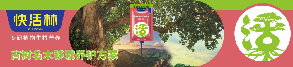 快活林古樹名木移栽養(yǎng)護方案