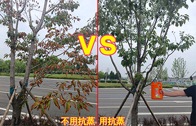 抗蒸對(duì)比1 抗蒸對(duì)比1