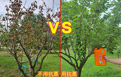 抗蒸對(duì)比4 抗蒸對(duì)比4