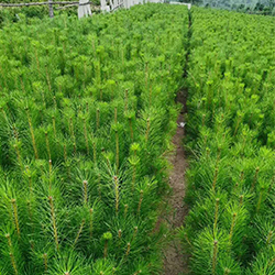 潤萬物4 潤萬物4