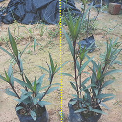 潤萬物6 潤萬物6