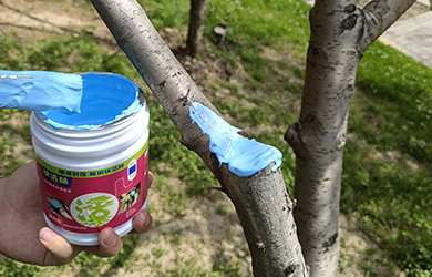 愈傷膏1 愈傷膏1