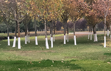 涂白劑粉3 涂白劑粉3