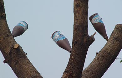 萌芽素使用 (2) 萌芽素使用 (2)