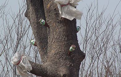 萌芽素使用 (3) 萌芽素使用 (3)