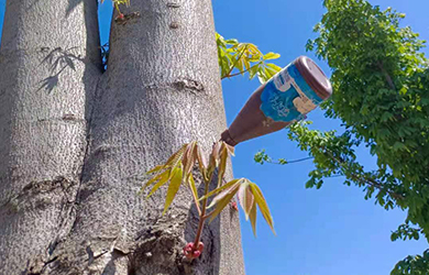 萌芽素使用 (4) 萌芽素使用 (4)