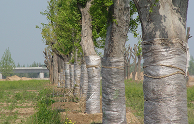 大樹(shù)生根液使用 (1)