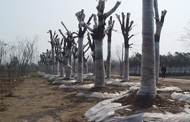 大樹(shù)生根液使用 (2)