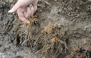 大樹(shù)生根液使用 (3)