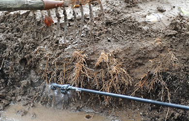 大樹(shù)生根液使用 (4)