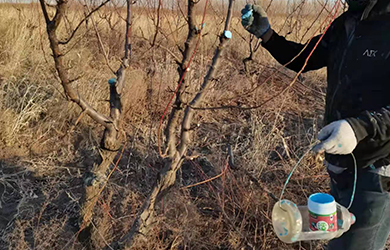 愈傷膏使用5 愈傷膏使用5