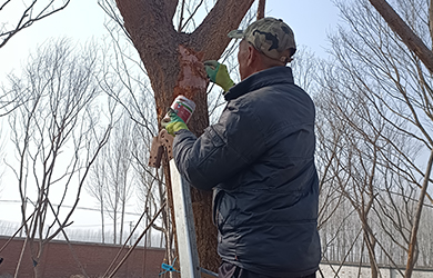 愈傷膏使用6 愈傷膏使用6